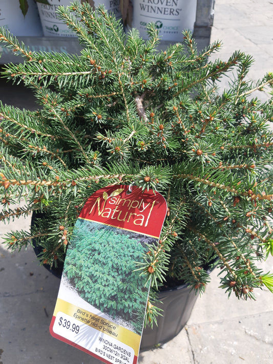 Bird's Nest Spruce
