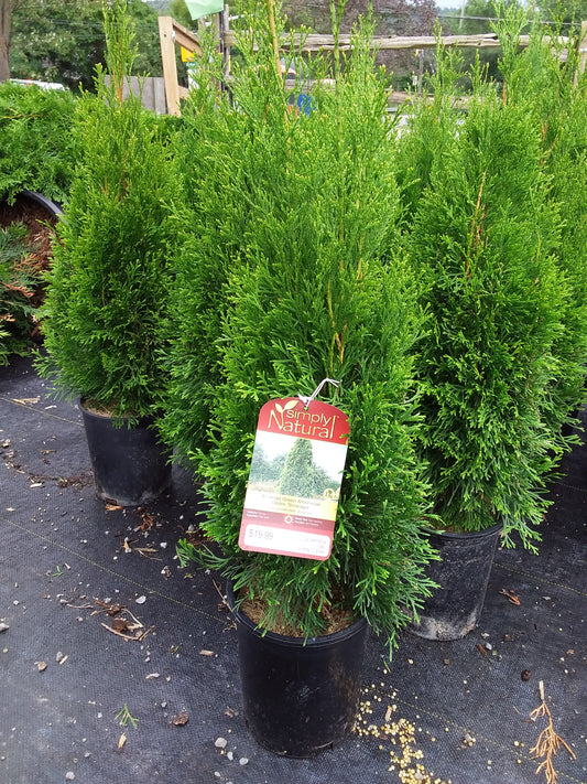 Emerald Cedar