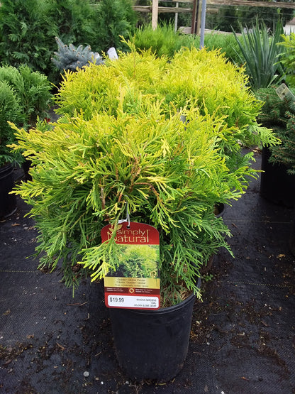 Golden Globe Cedar