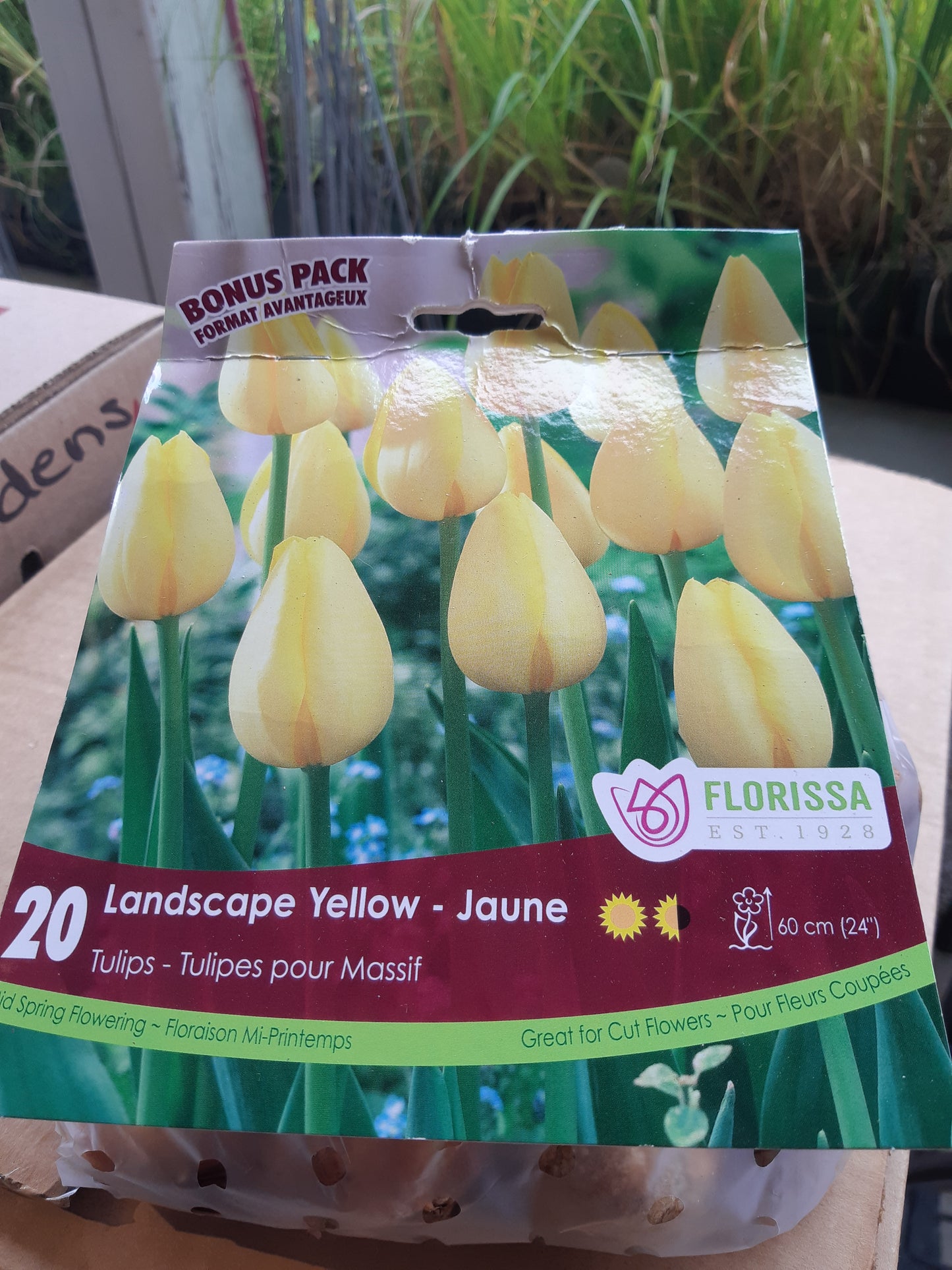 Tulip Bulbs