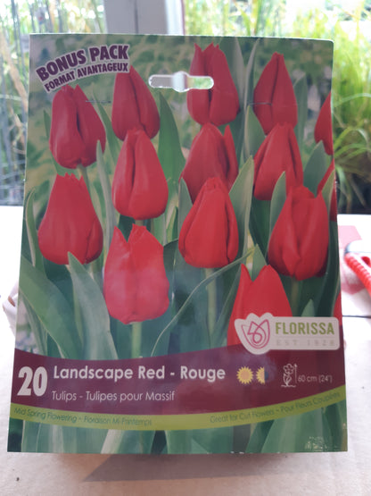 Tulip Bulbs