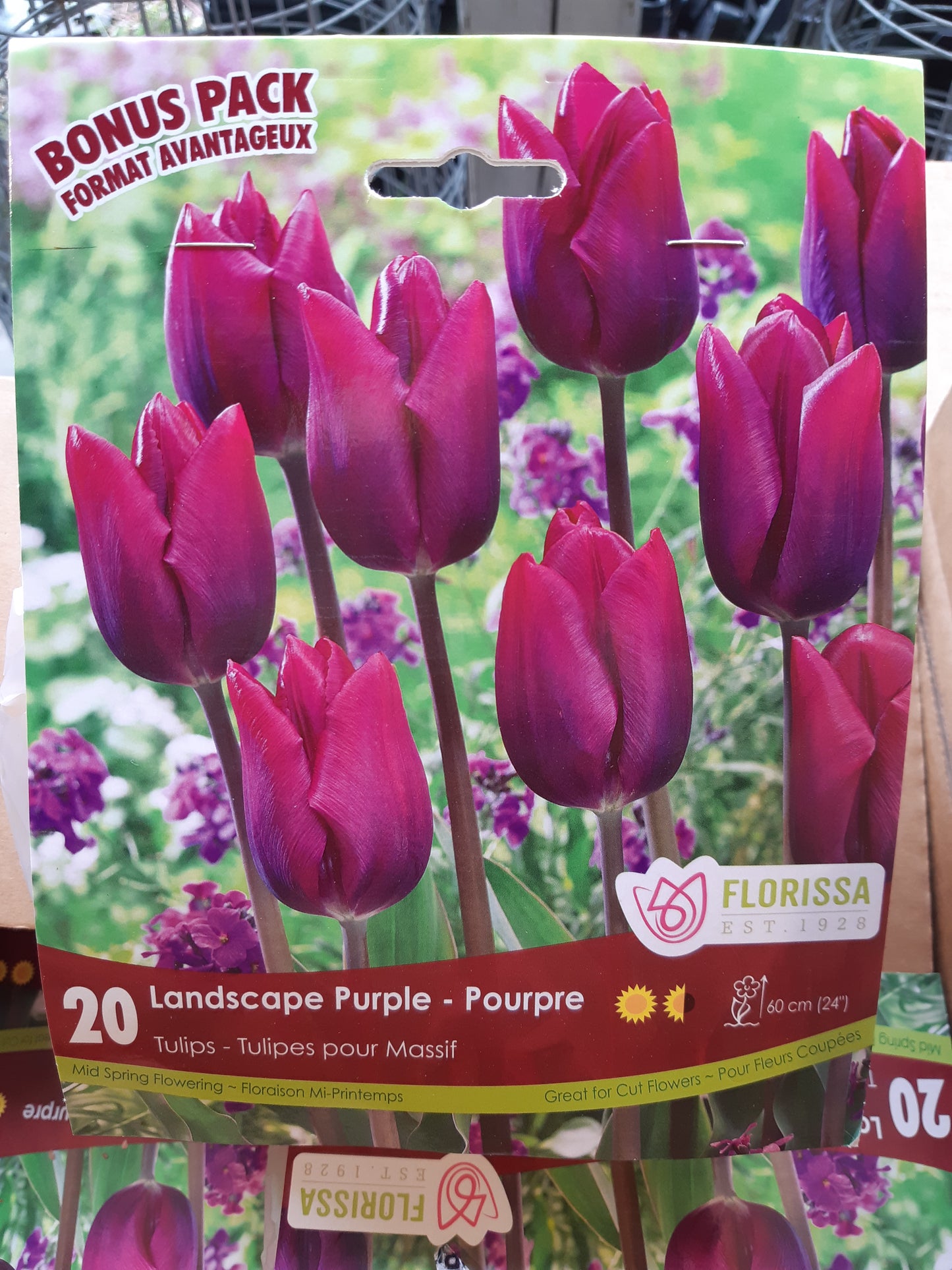 Tulip Bulbs
