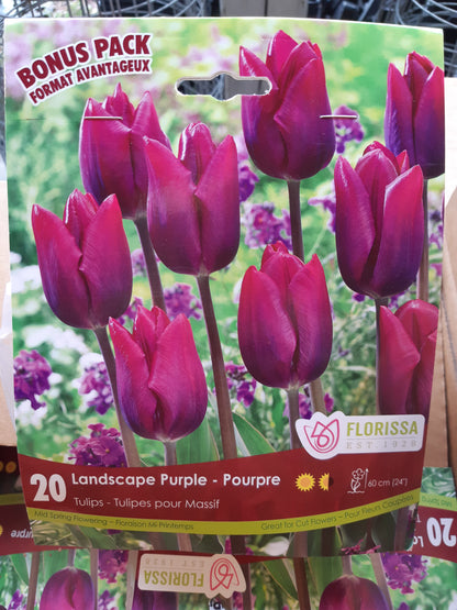 Tulip Bulbs
