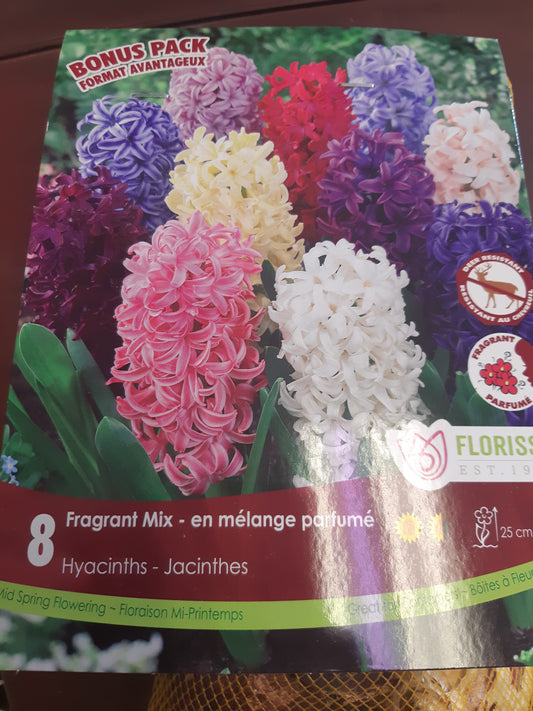 Hyacinth Bulbs Mixed 8 Pack