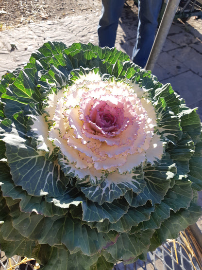 10"  Ornamental Kale Planter