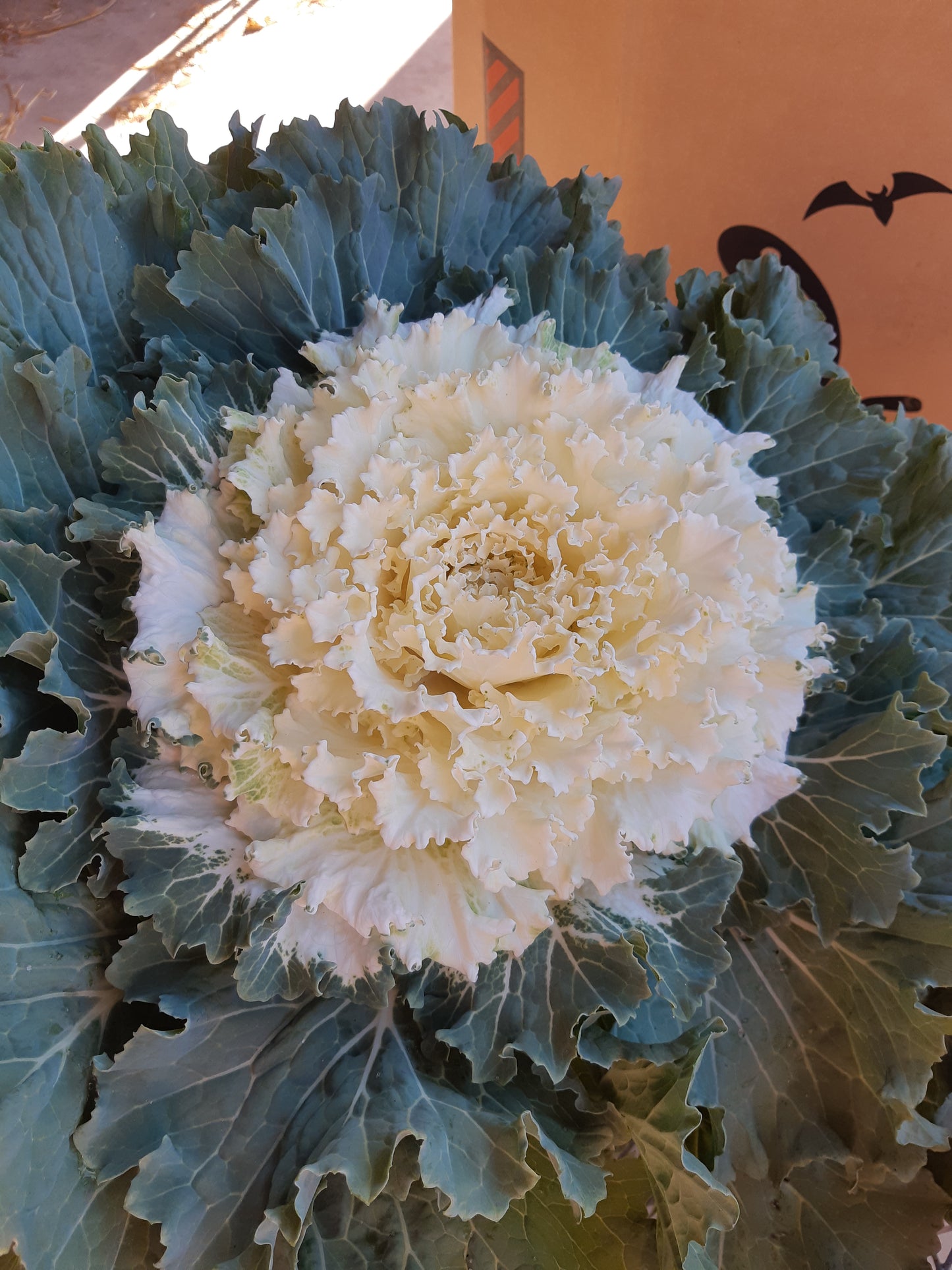 10"  Ornamental Kale Planter