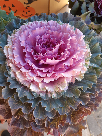 10"  Ornamental Kale Planter
