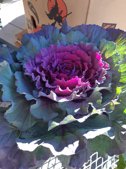 10"  Ornamental Kale Planter