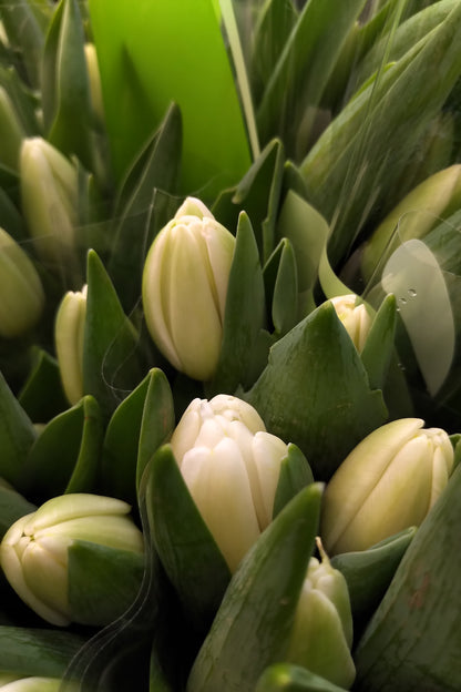 Cut Tulips - Long Stem