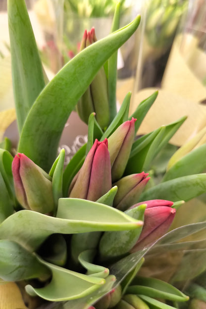 Cut Tulips - Long Stem