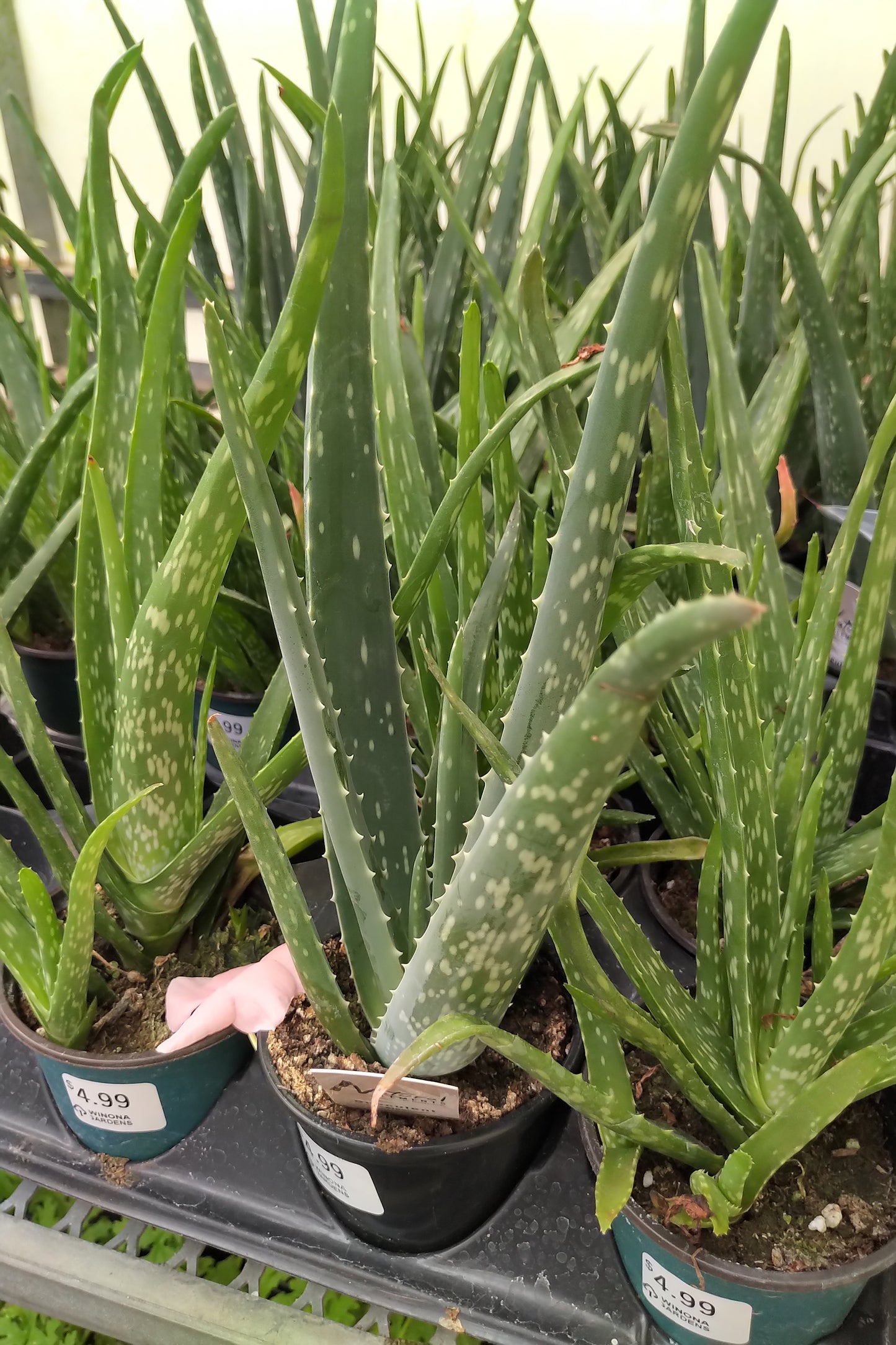 Aloe Vera