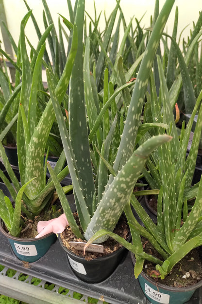 Aloe Vera