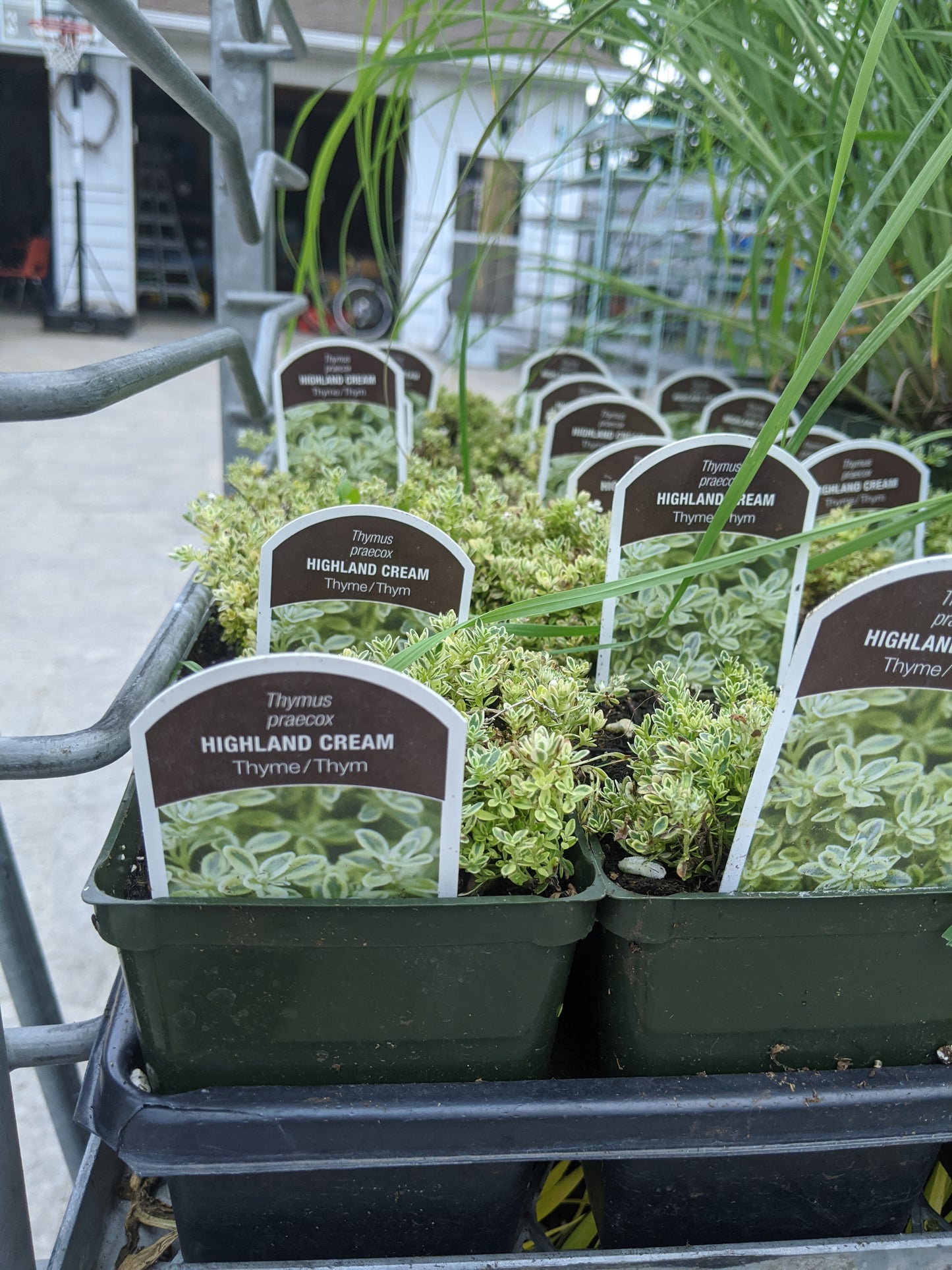 4" Thyme (Perennial)