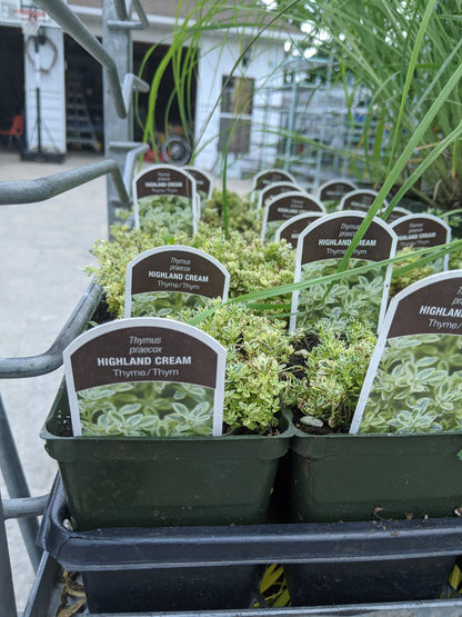 4" Thyme (Perennial)