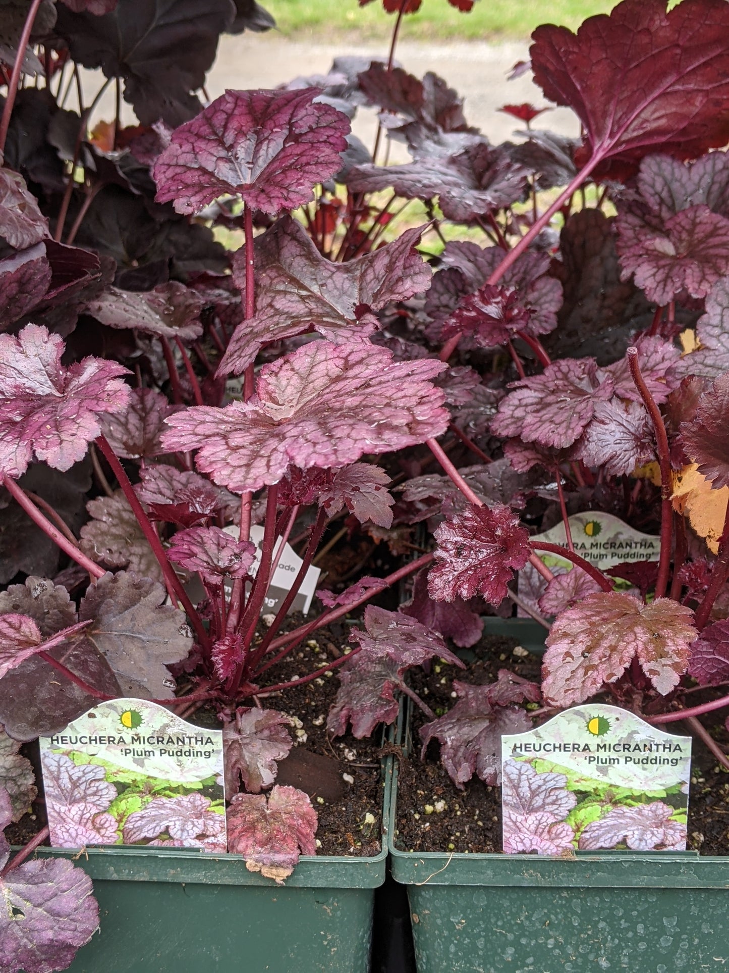 1 Gal Heuchera (Coral Bells)