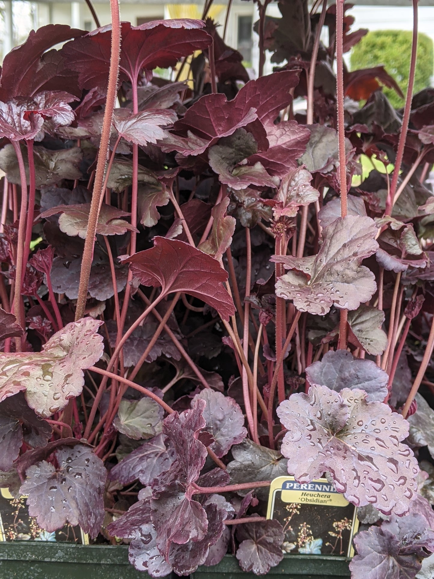 1 Gal Heuchera (Coral Bells)