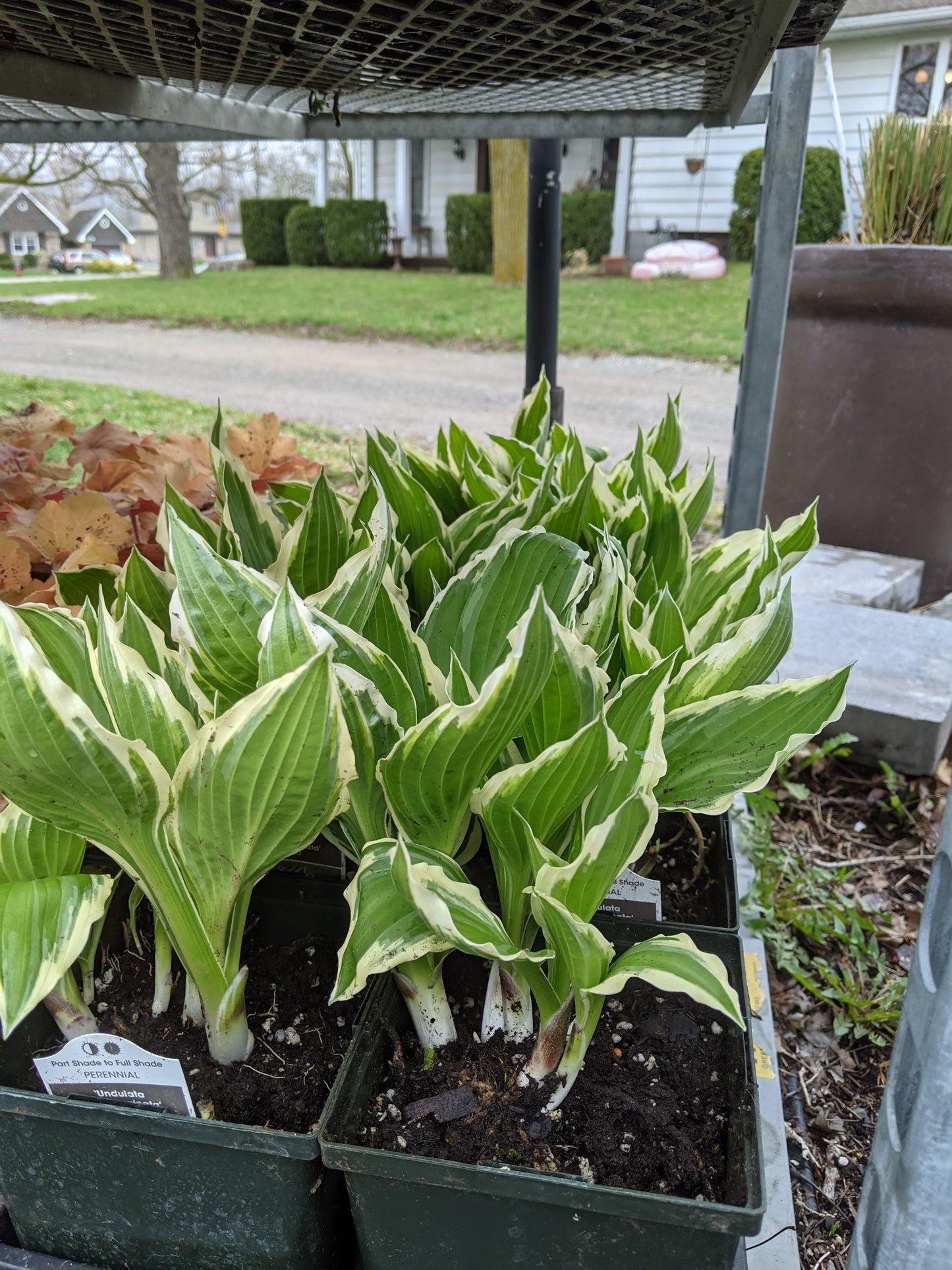 1 Gal Hosta 'Undulata Albomarginata'
