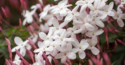 Potted Jasmine