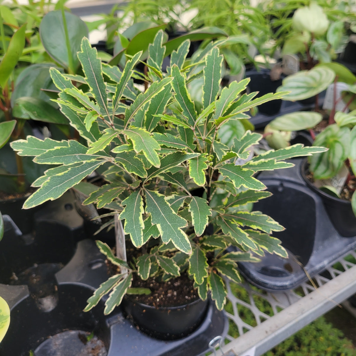 Plerandra Elegantissima 'False Aralia'