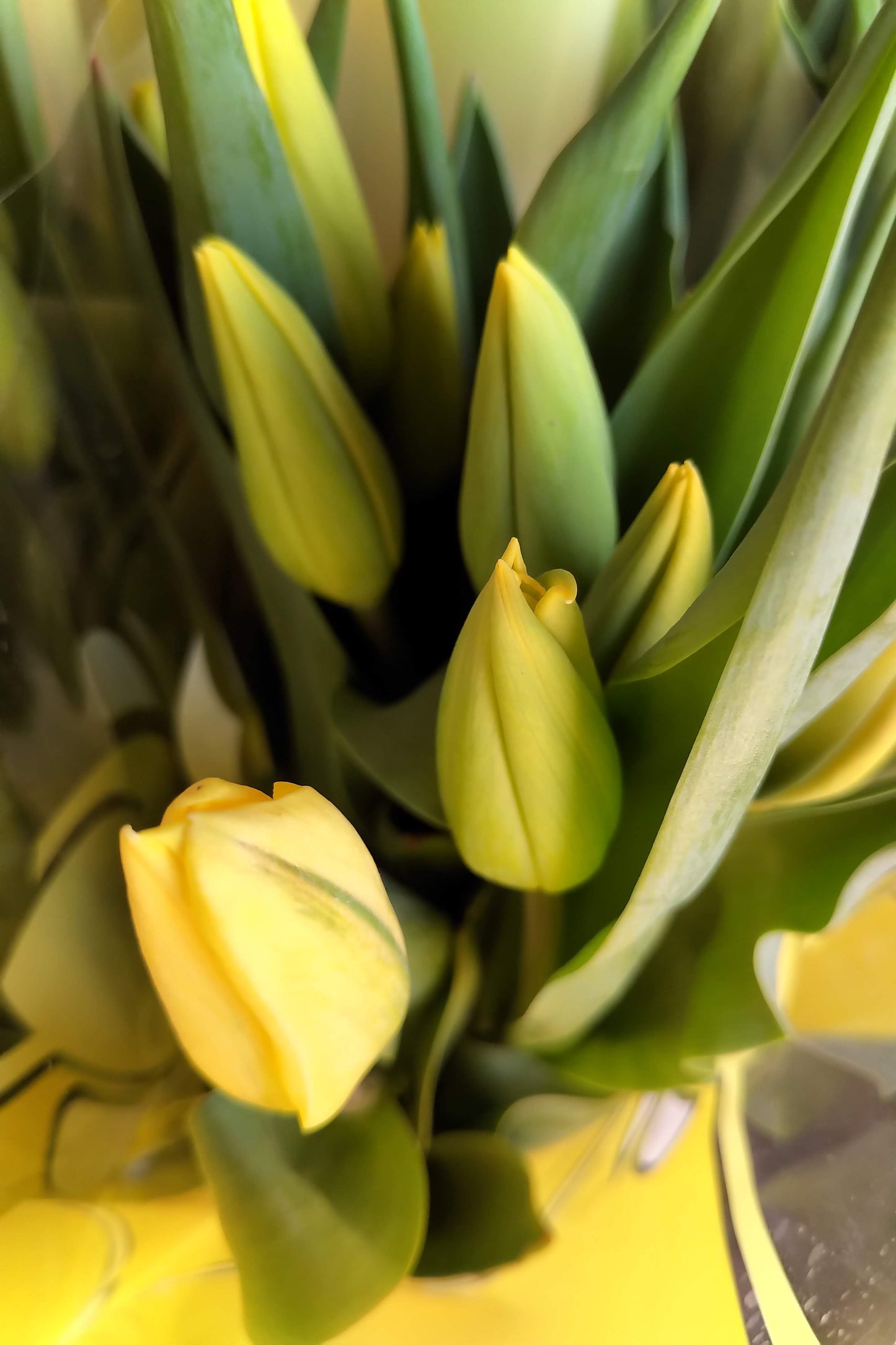 Cut Tulips - Long Stem