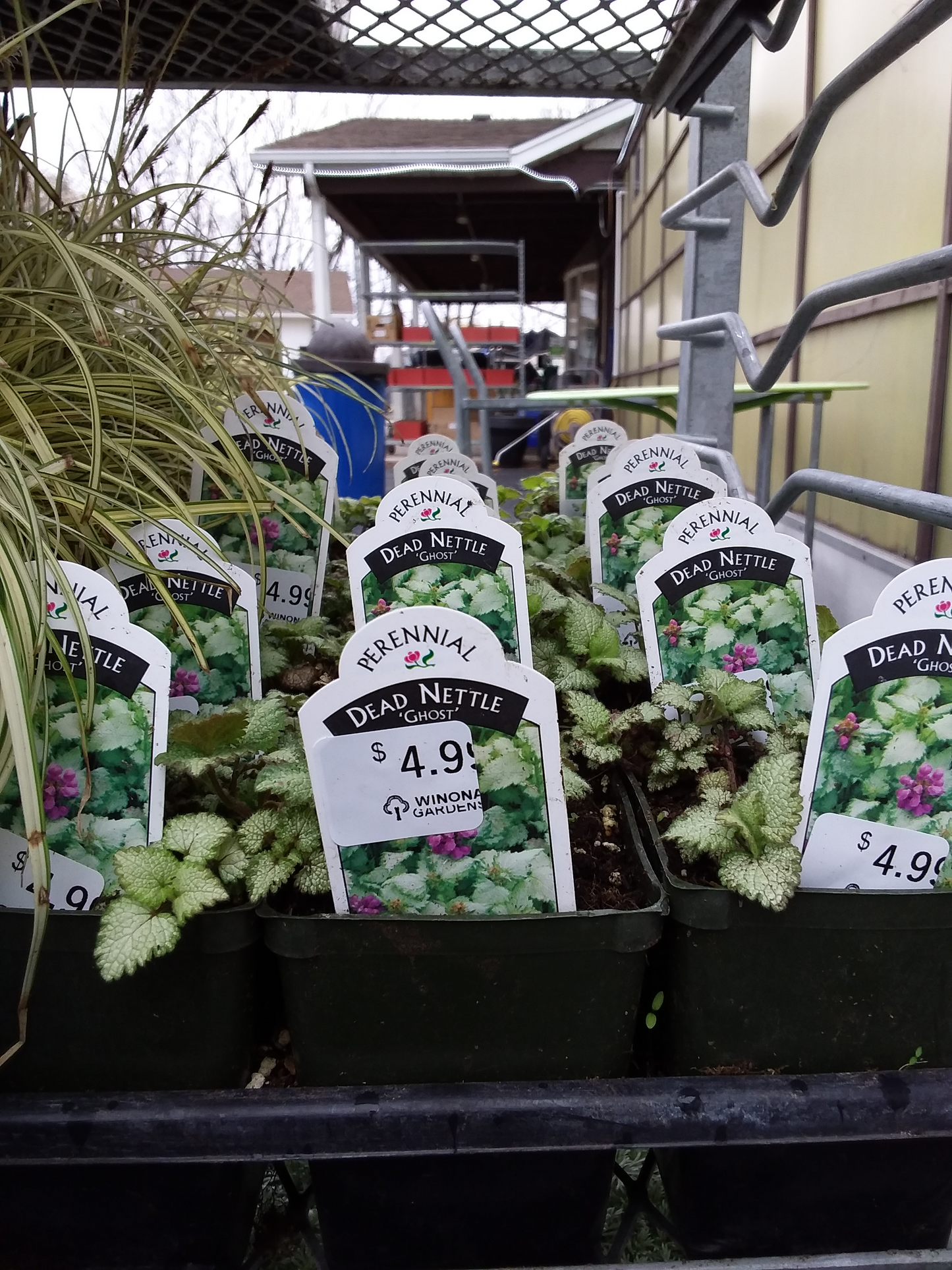 4" Dead Nettle (Lamium)