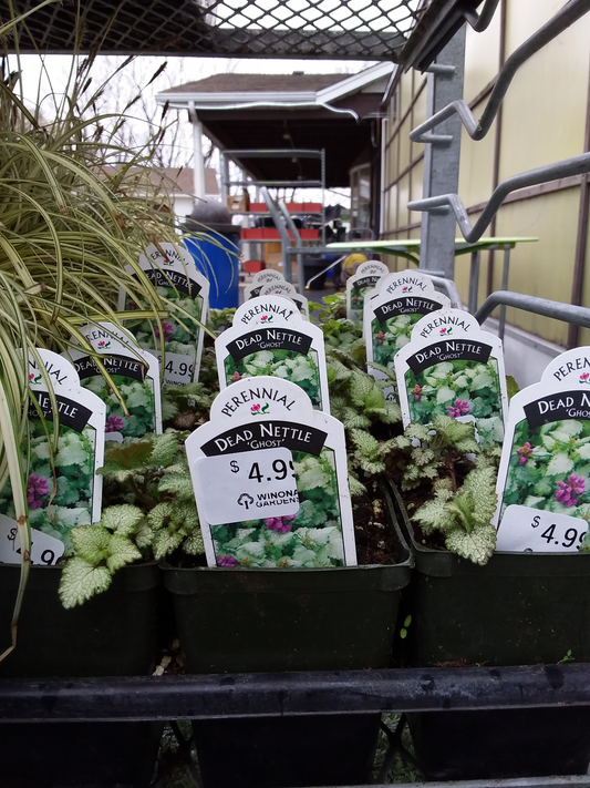 4" Dead Nettle (Lamium)