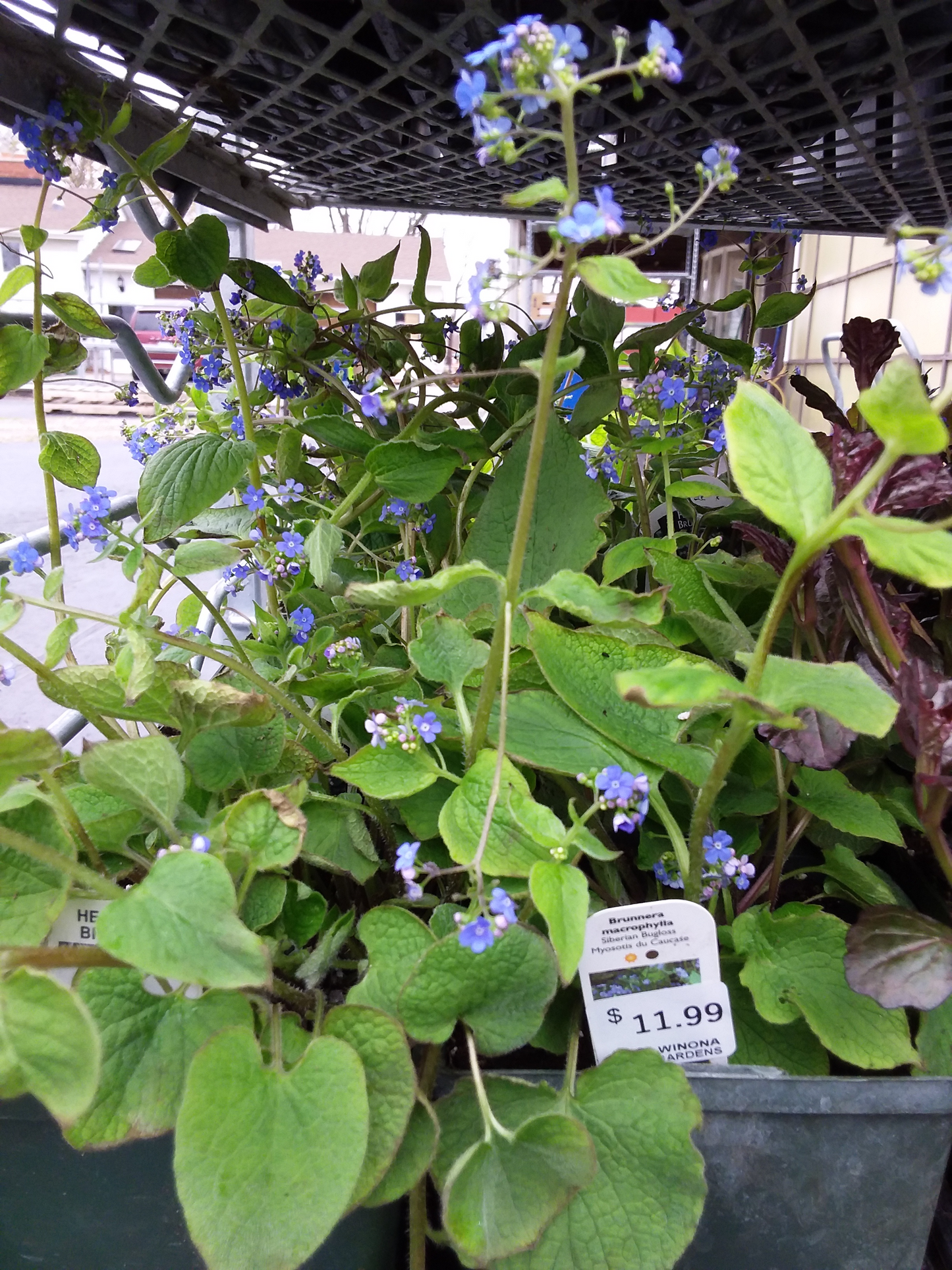 1 Gal Siberian Bugloss (Brunnera)