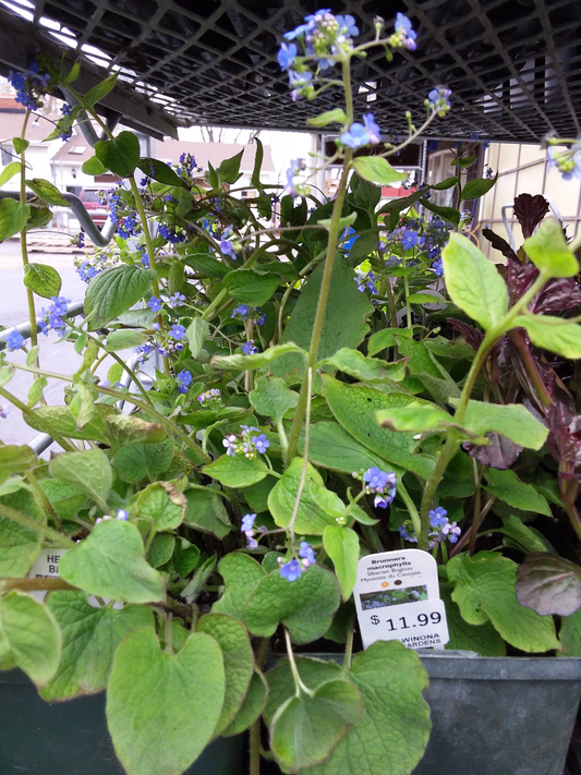 1 Gal Siberian Bugloss (Brunnera)