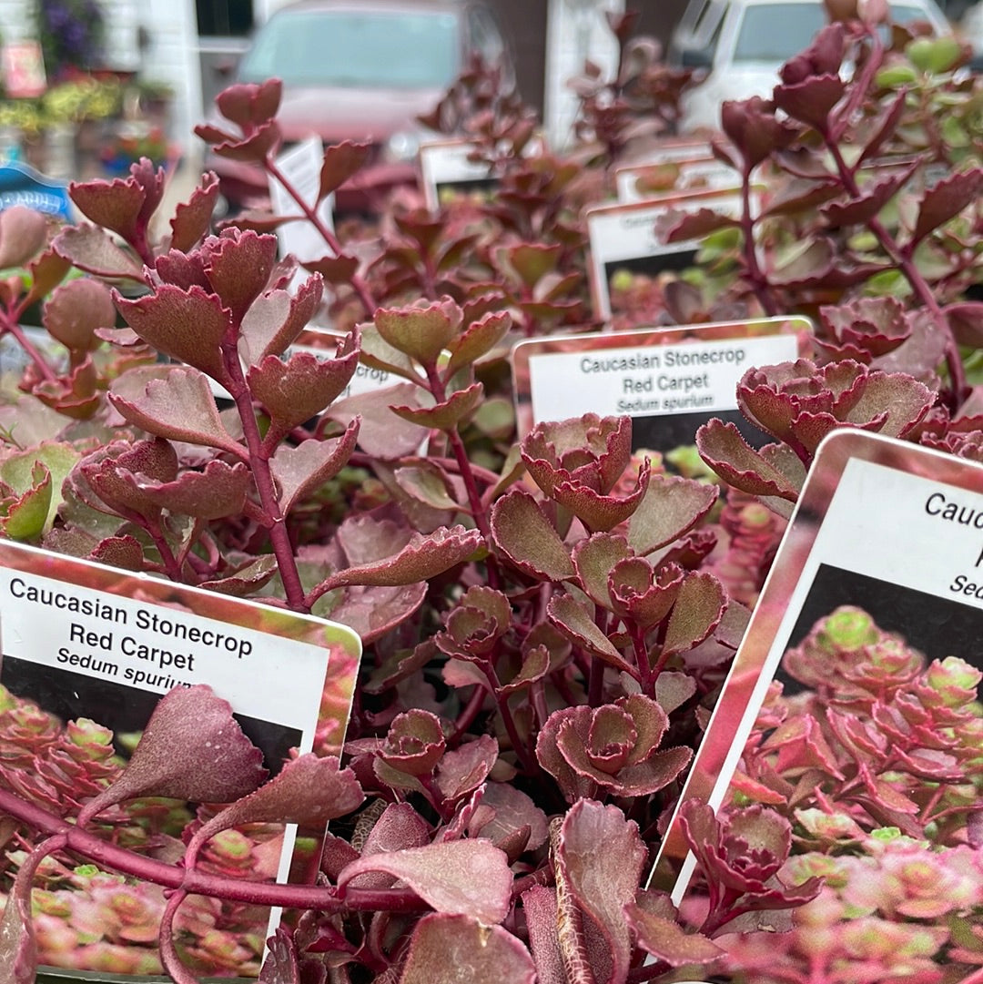 4" Sedum (Stonecrop)