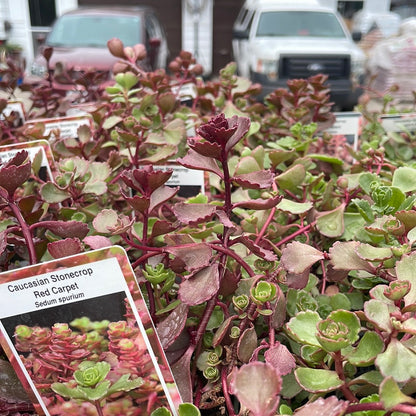 4" Sedum (Stonecrop)