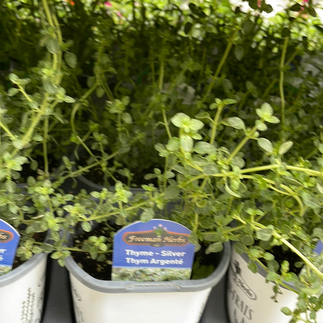 4" Thyme (Herb)