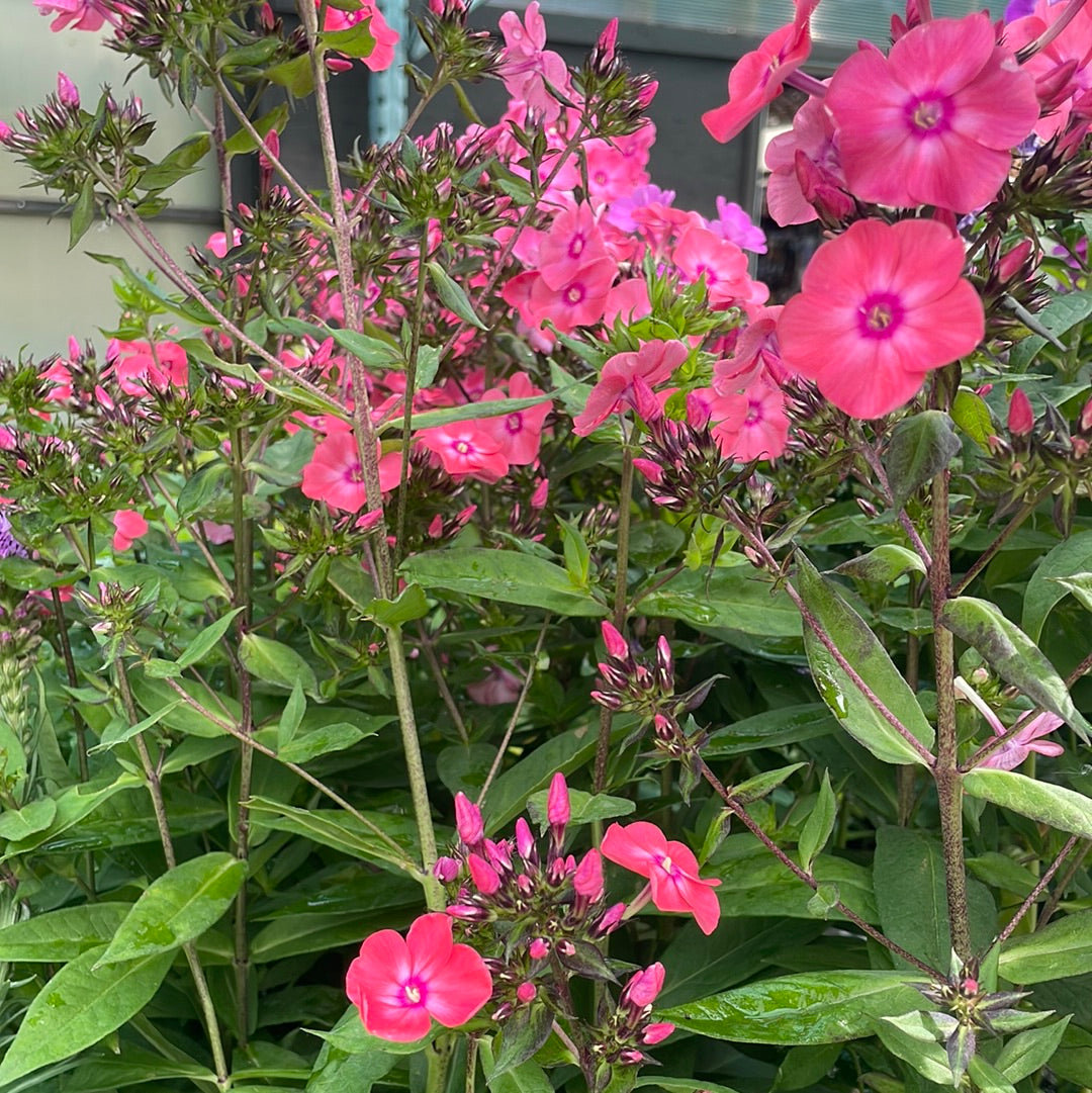 1 Gal Tall/Garden/Summer Phlox
