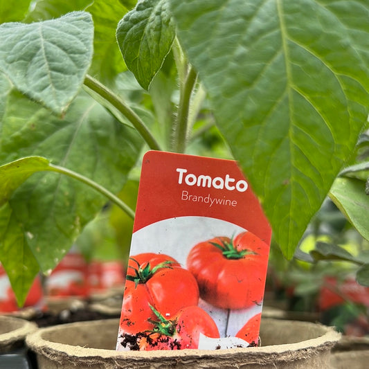 4" Tomato Brandywine