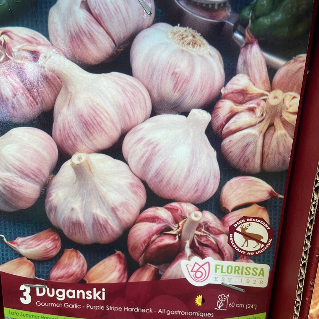 Garlic Bulbs