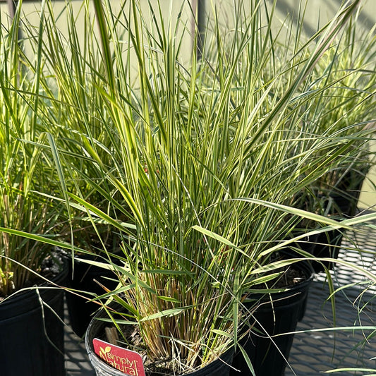 Overdam Reed Grass (Calamagrostide 'Overdam')