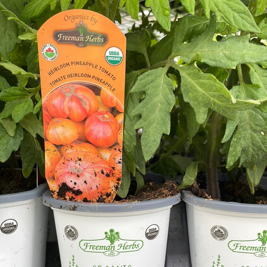 4" Organic Tomato Pineapple Heirloom