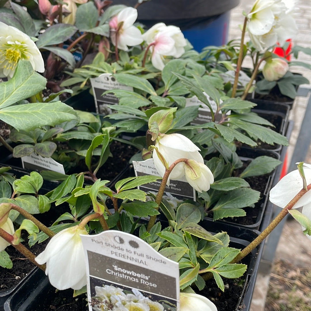 Helleborus