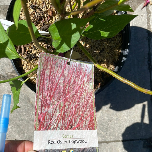 Dogwood Red Osier