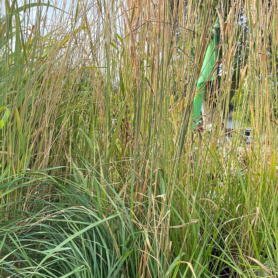 Karl Forester Feather Reed Grass