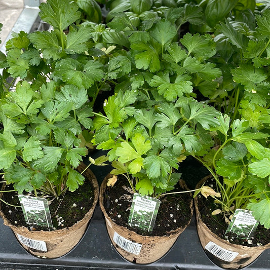 4” Parsley Large Leaf Flat