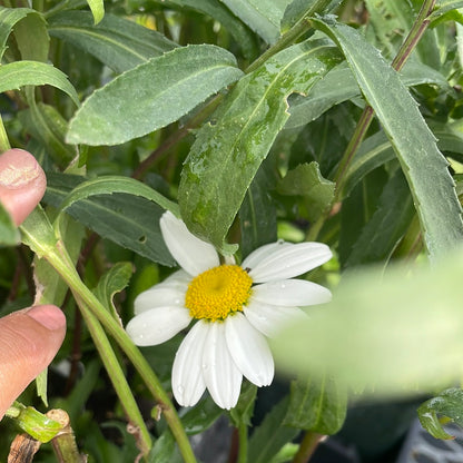 4" Shasta Daisy (Leucanthemum)