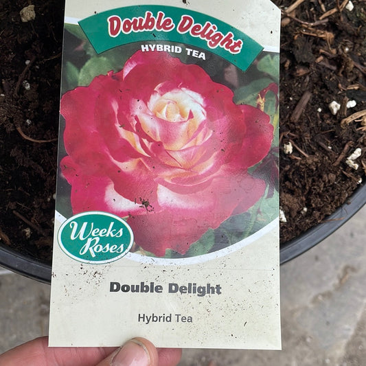Weeks Roses 'Double Delight' (Hybrid Tea)