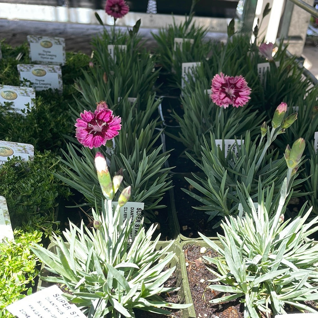 4" Dianthus