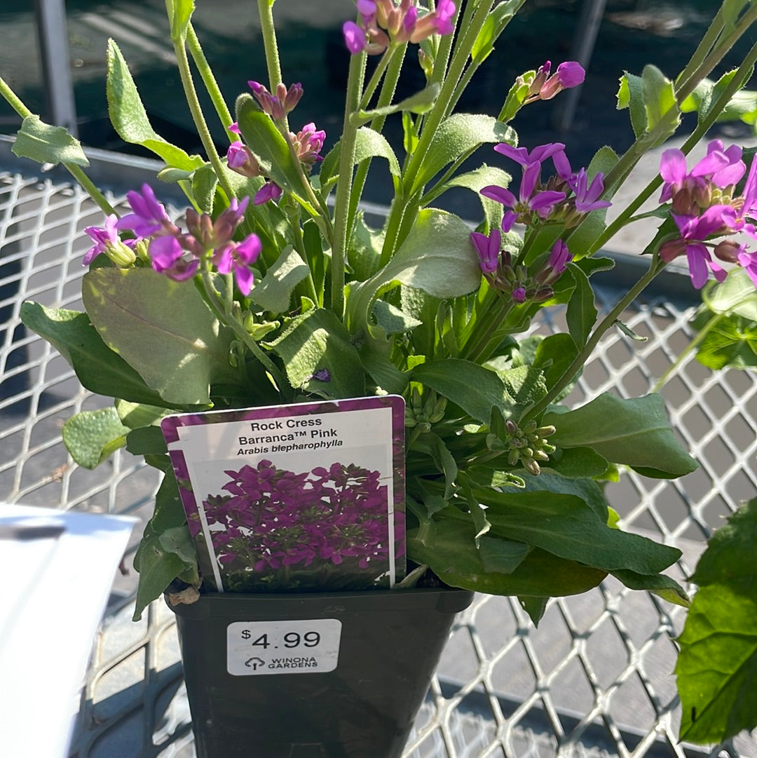4" Mountain Rockcress 'Arabis'