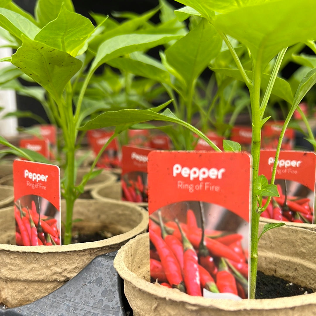 4" Hot Peppers