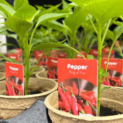 4" Hot Peppers