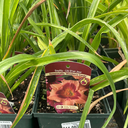 1 Gal Daylily (Hemerocallis)