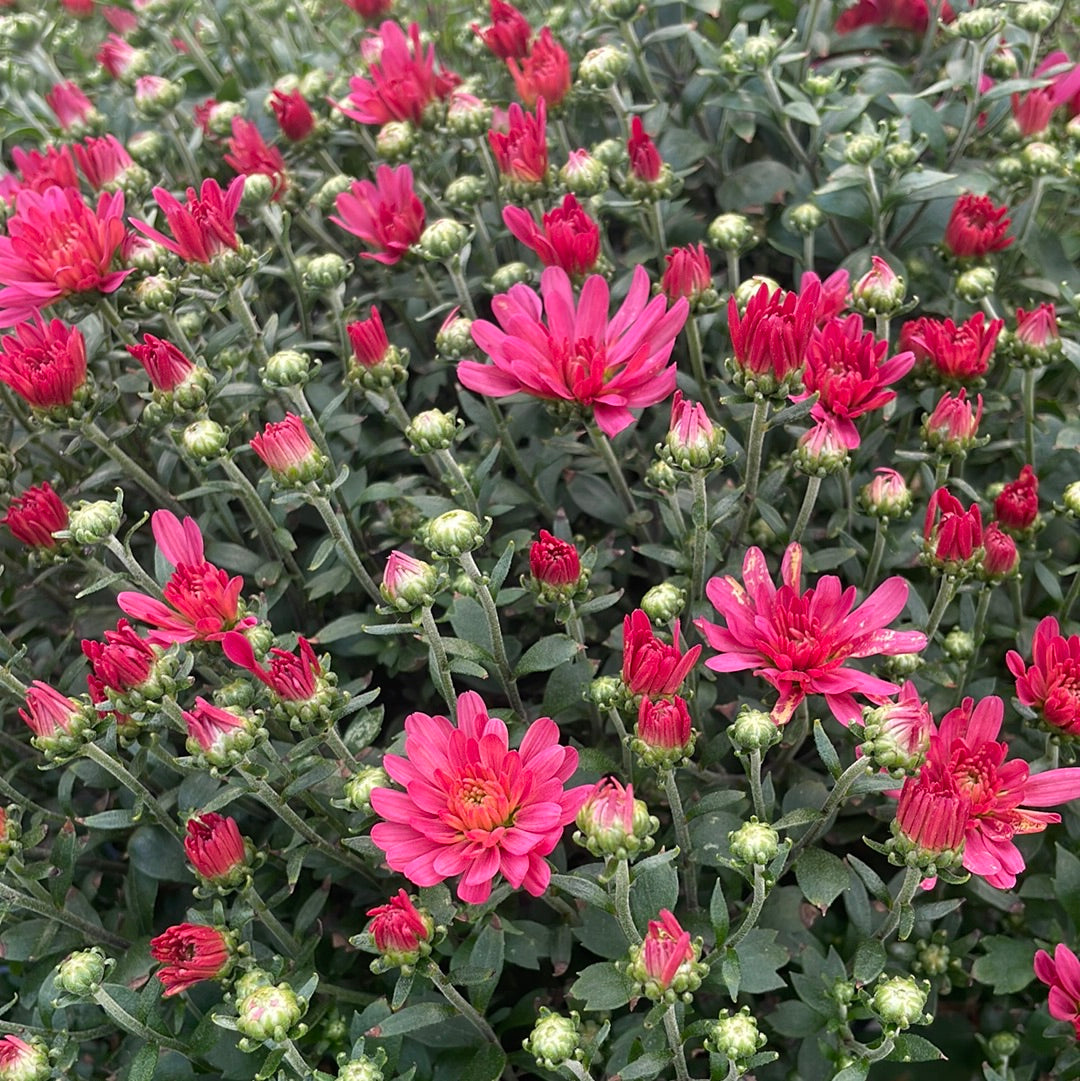 6" Fall Mums