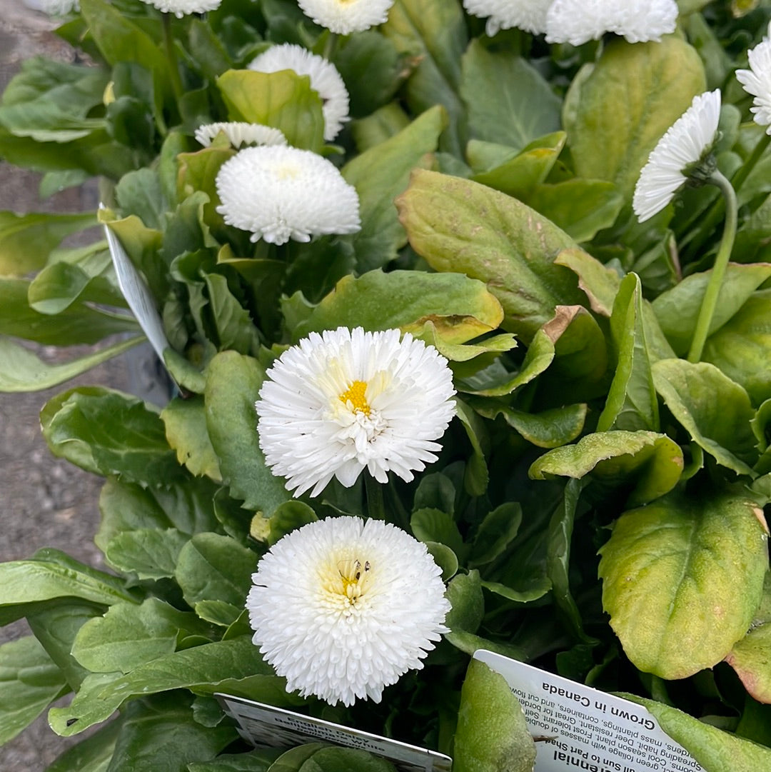 4" Bellis (English Daisy)