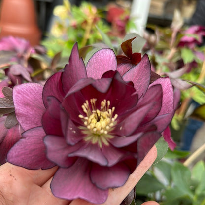 Helleborus